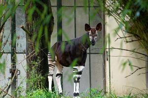 Zoo Basel: Zwei Geburten im Antilopenhaus